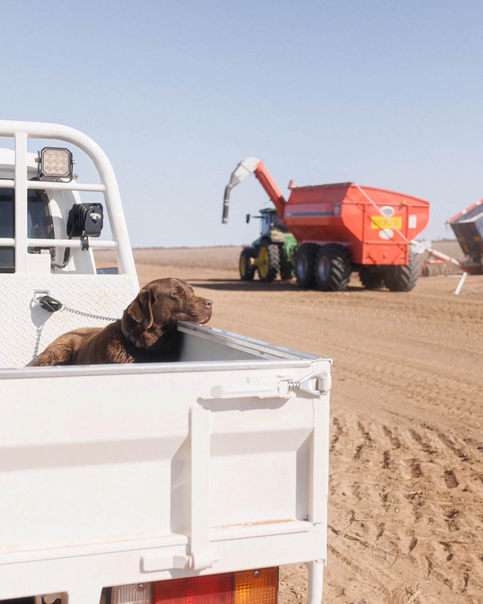 A chocolate lab enjoys a snooze in the sun while the R&F Commercial is being filmed by ShareStory.